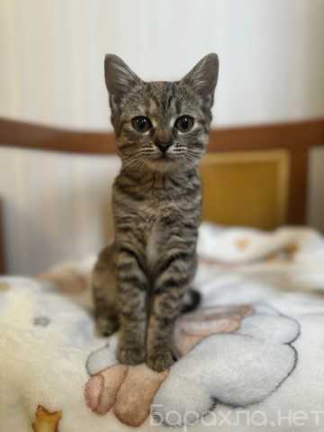 Отдам даром: Любопытная и нежная Тоси ищет дом (2 мес