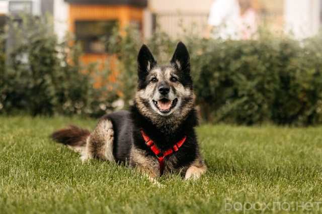 Отдам даром: Крис — собака с огромным сердцем и тихой