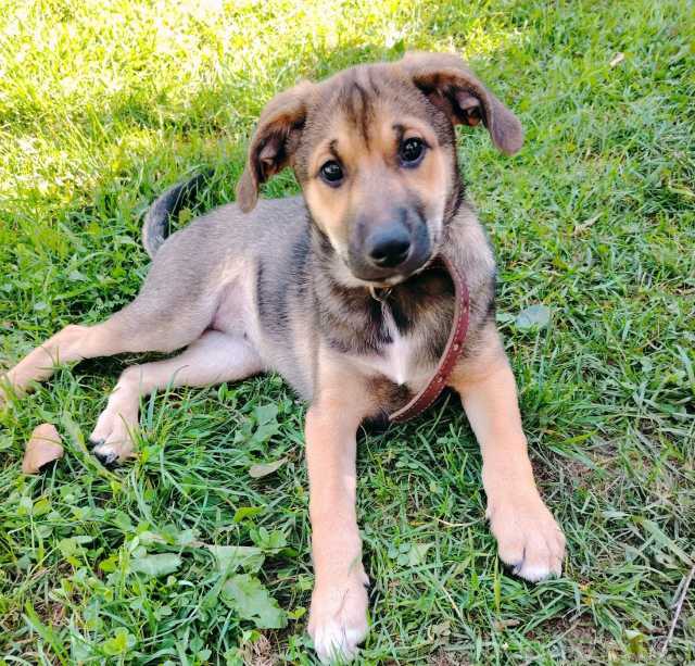 Отдам даром: очень нужен дом щенкам