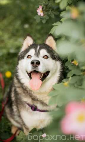 Отдам даром: Канзи ищет дом. В добрые руки