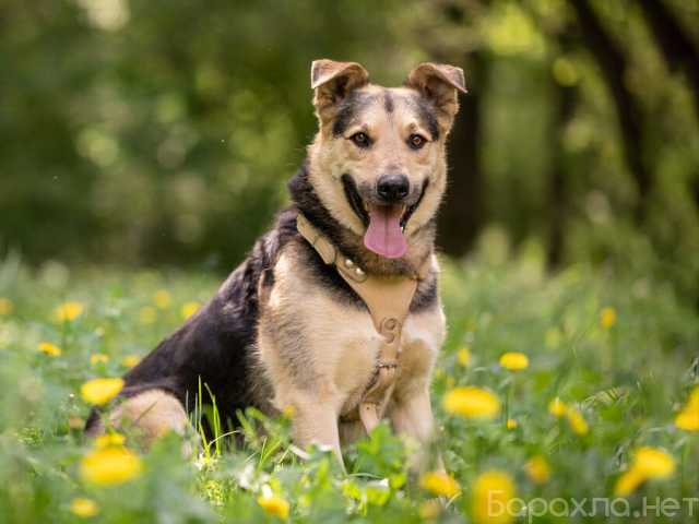 Отдам даром: Барри ищет своего человека!