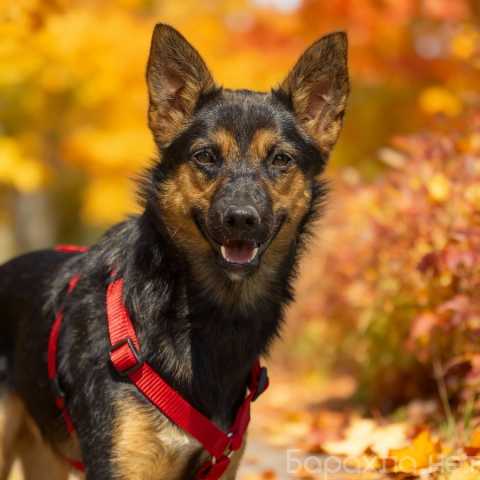 Отдам даром: Чипа, 1 год - энергичная, забавная и оче