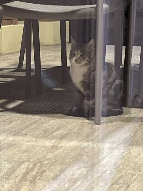 Отдам даром: Кот ДАРОМ