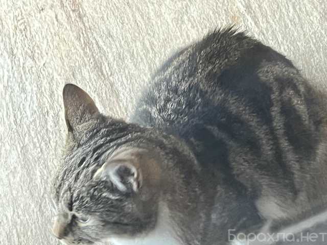 Отдам даром: Котенок