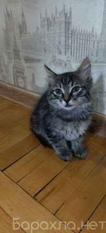 Отдам даром: Котик