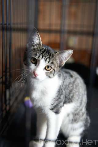 Отдам даром: Трогательный, мурчаливый котёнок Месси