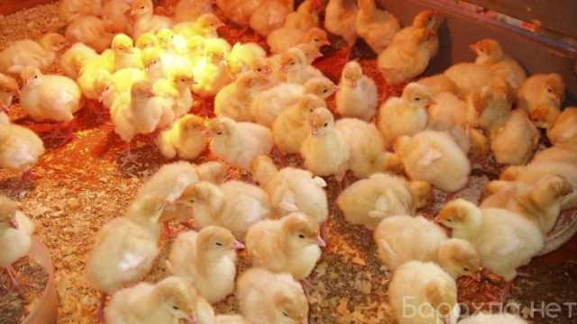 Продам: Суточная птица