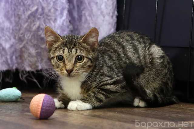 Отдам даром: Котенок мальчик Потап 5,5 мес