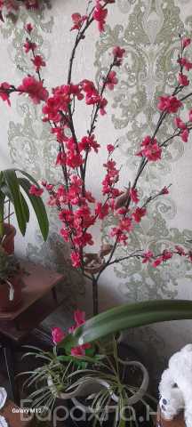 Продам: Сакура ( искуственная)