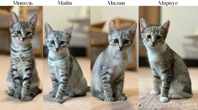 Отдам даром: Котятки ищут семью