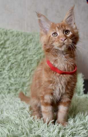 Продам: Котята породы мейн-кун рыжего окраса