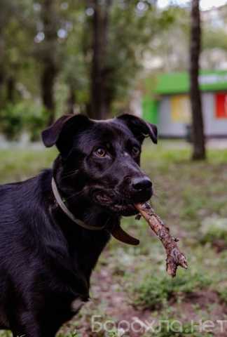 Отдам даром: Ищем дом Сабрине!