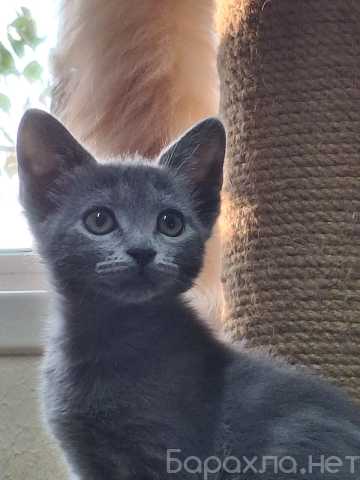 Отдам даром: Котенок Сима