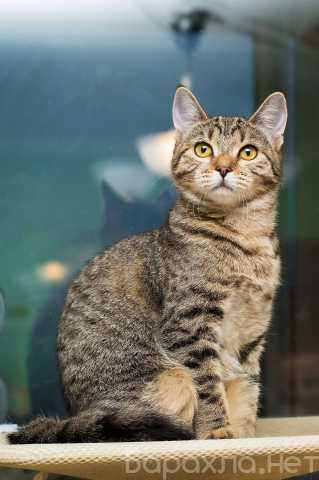 Отдам даром: Полосатая молодая серая кошечка