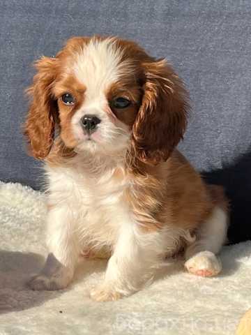 Продам: Кавалер кинг Чарльз спаниель девочка