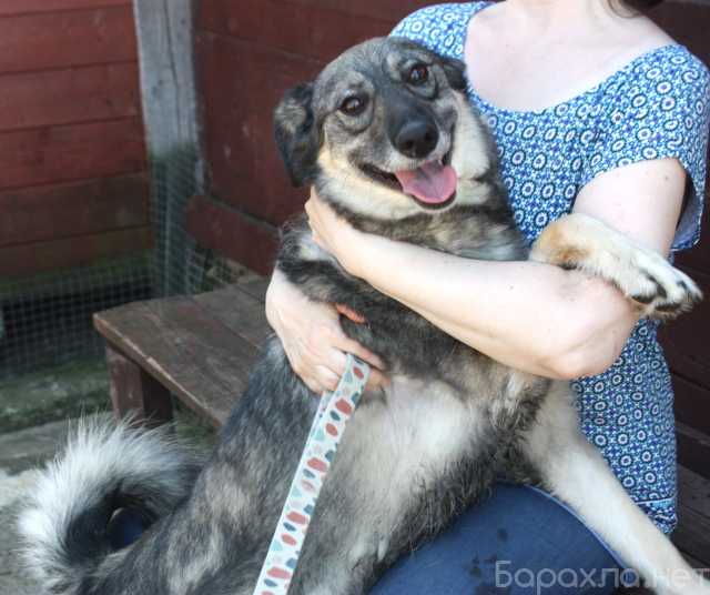 Отдам даром: Жизнерадостная Златочка ждет свою семью