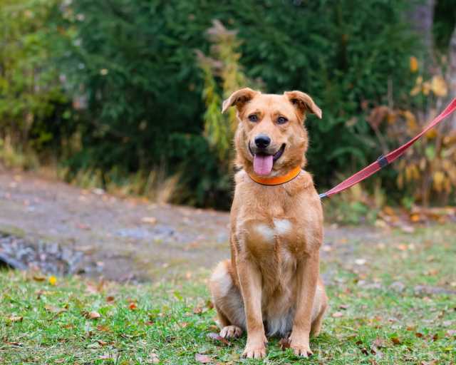 Отдам даром: Весёлая и добрая собака - милая Ника