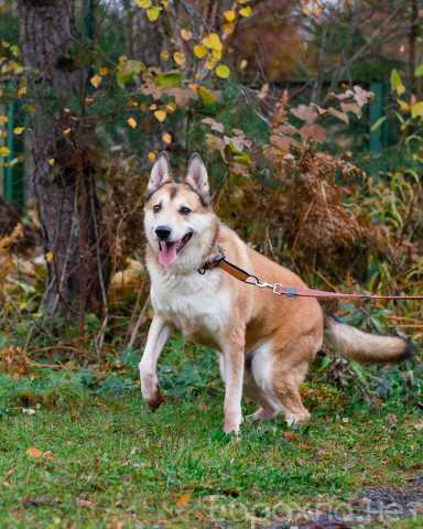 Отдам даром: Красивый активный пёс Маффин