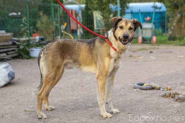 Отдам даром: Блестящий компаньон и верный спутник