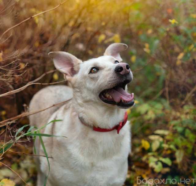 Отдам даром: собаку Лею