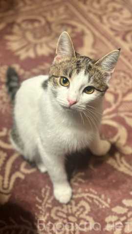 Отдам даром: красивые котята