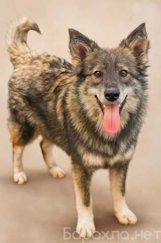 Отдам даром: Щенок в добрые руки