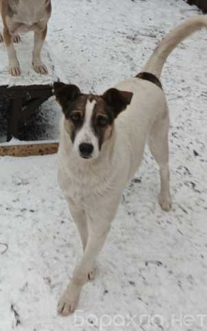 Отдам даром: Щенок в добрые руки