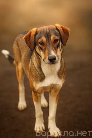 Отдам даром: Щенок в добрые руки