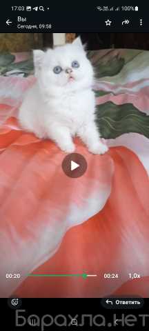 Продам: Чистокровные Шиншиллы