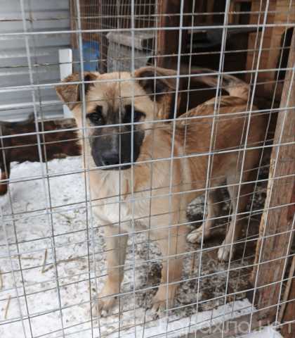 Отдам даром: Щенок в добрые руки