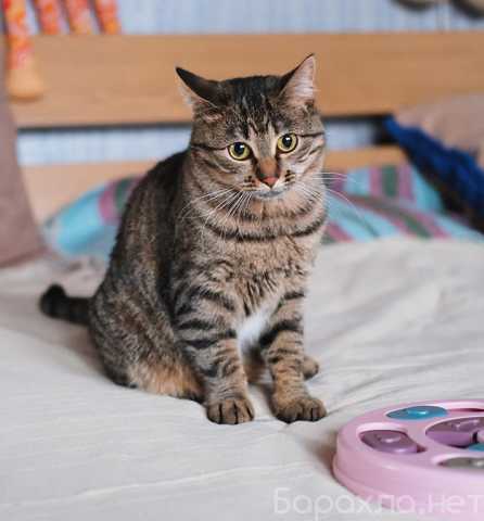 Отдам даром: Юная нежная кошечка Ася в добрые руки