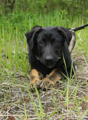 Отдам даром: Умный, сильный и красивый пёс