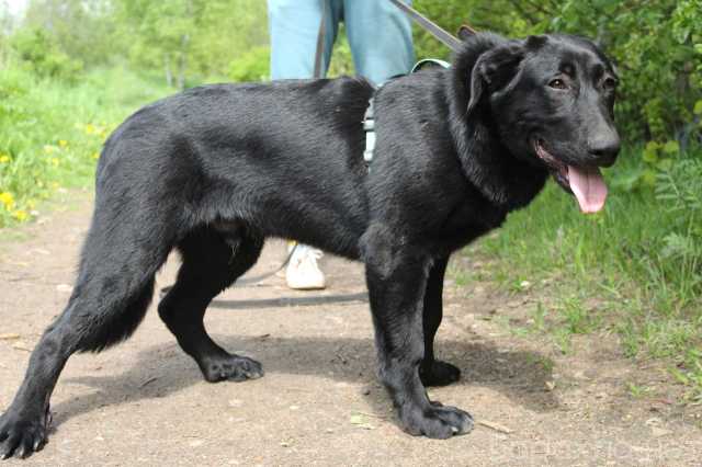 Отдам даром: Красавчик и умница молодой пёс