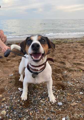 Отдам даром: Джек-рассел-терьер