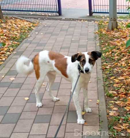 Отдам даром: Спокойный и ласковый белый пёс Арчи