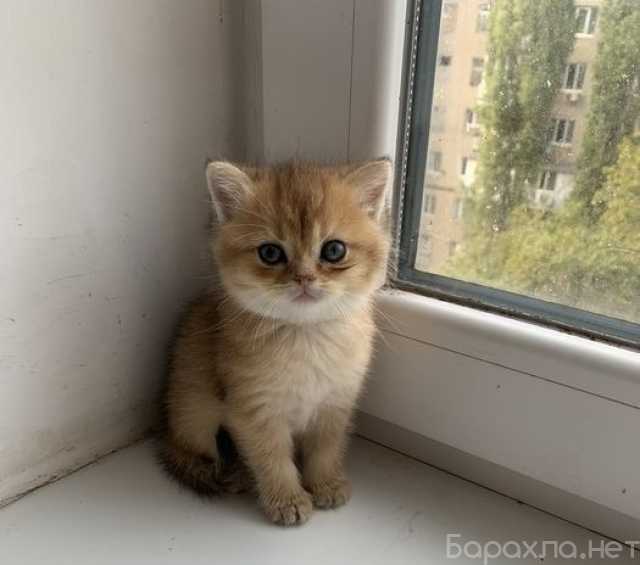 Продам: шотландцы британцы (WhatsApp 79861722996