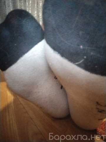 Продам: Продам ношеные носки после работы