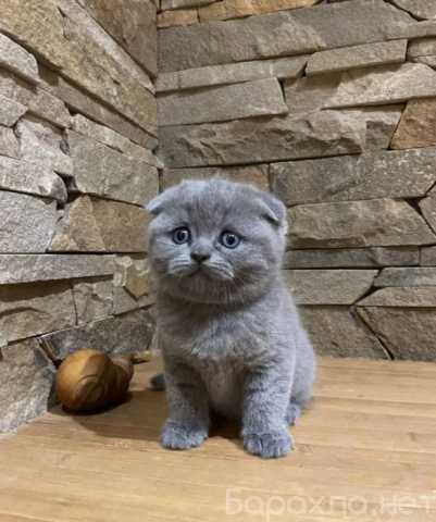 Продам: шотландские котята (WhatsApp 79861722996