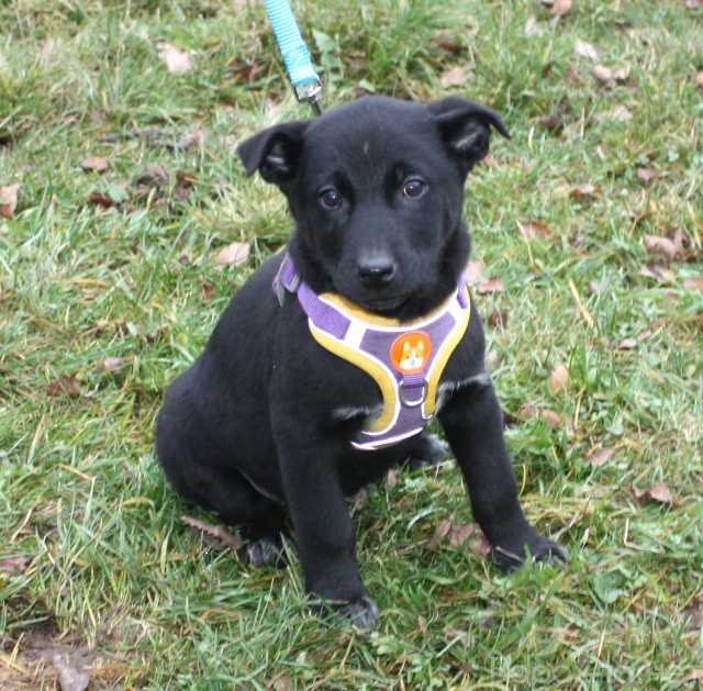 Отдам даром: Малышка Масяня ищет свою любимую семью