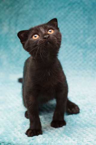 Отдам даром: Роскошный черный котенок Марио (Подробне