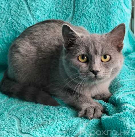 Отдам даром: Котята ищут дом