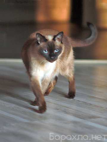 Отдам даром: нежная тайская кошка по имени Сюся (Подр
