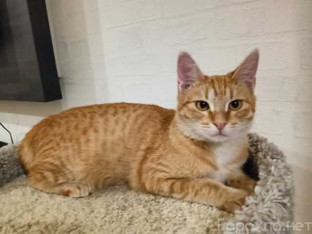 Отдам даром: Котенок Гарик