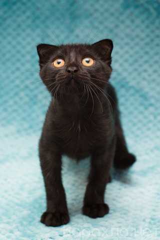 Отдам даром: Чёрный котёнок Марио - метис вислоушки