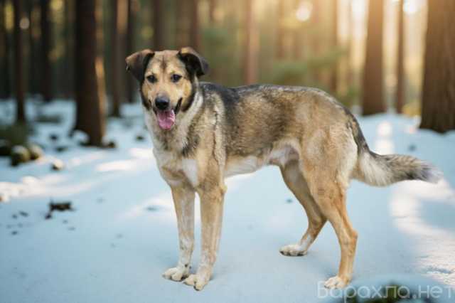 Отдам даром: Добрый домашний пёс
