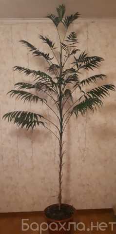 Продам: Пальма хамедорея, высота около трех метр