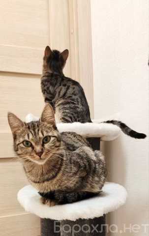 Отдам даром: котят Зену и Кету