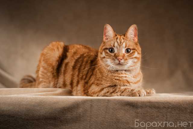 Отдам даром: прикольный котик Клёпа