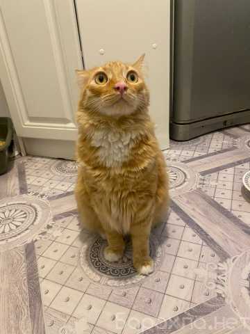 Отдам даром: Симба ищет дом!