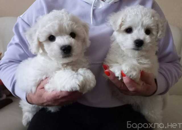 Продам: Щенки бишон фризе.Щеночки бишон фризе
